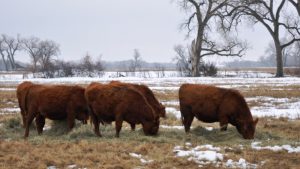 Bred Heifers Winter 09 10 009